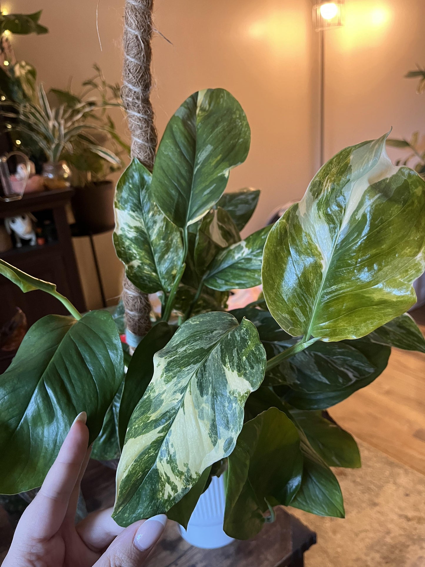 Monstera lechleriana Albo – Stunning White Variegated Aroid Cuttings and Rooted Starter Plant