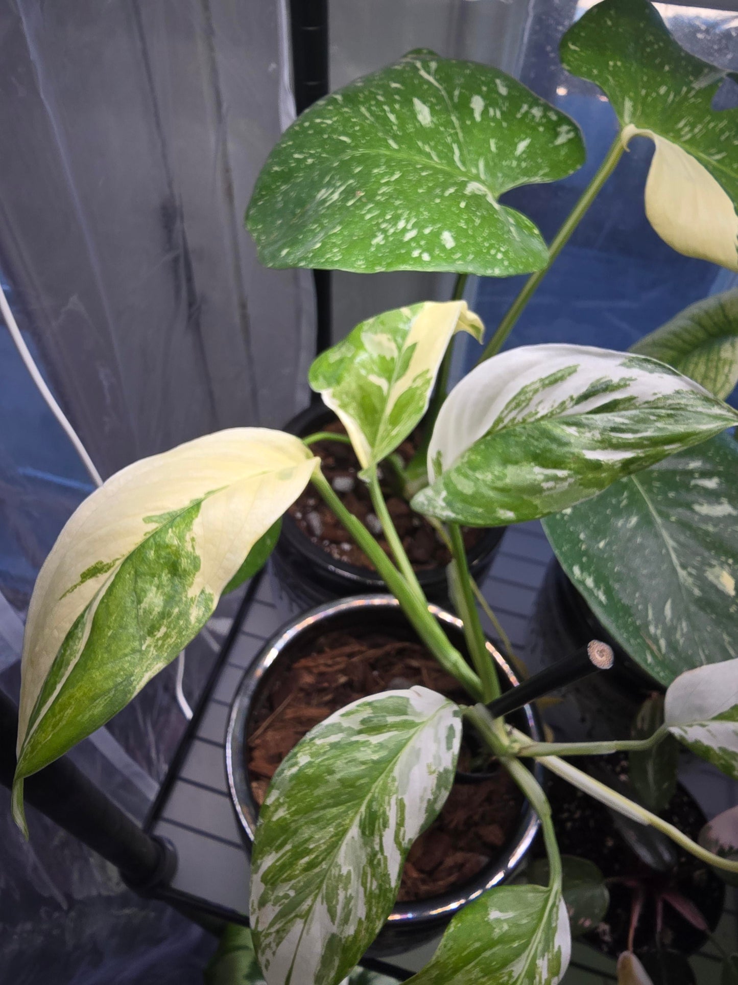 Monstera lechleriana Albo – Stunning White Variegated Aroid Cuttings and Rooted Starter Plant