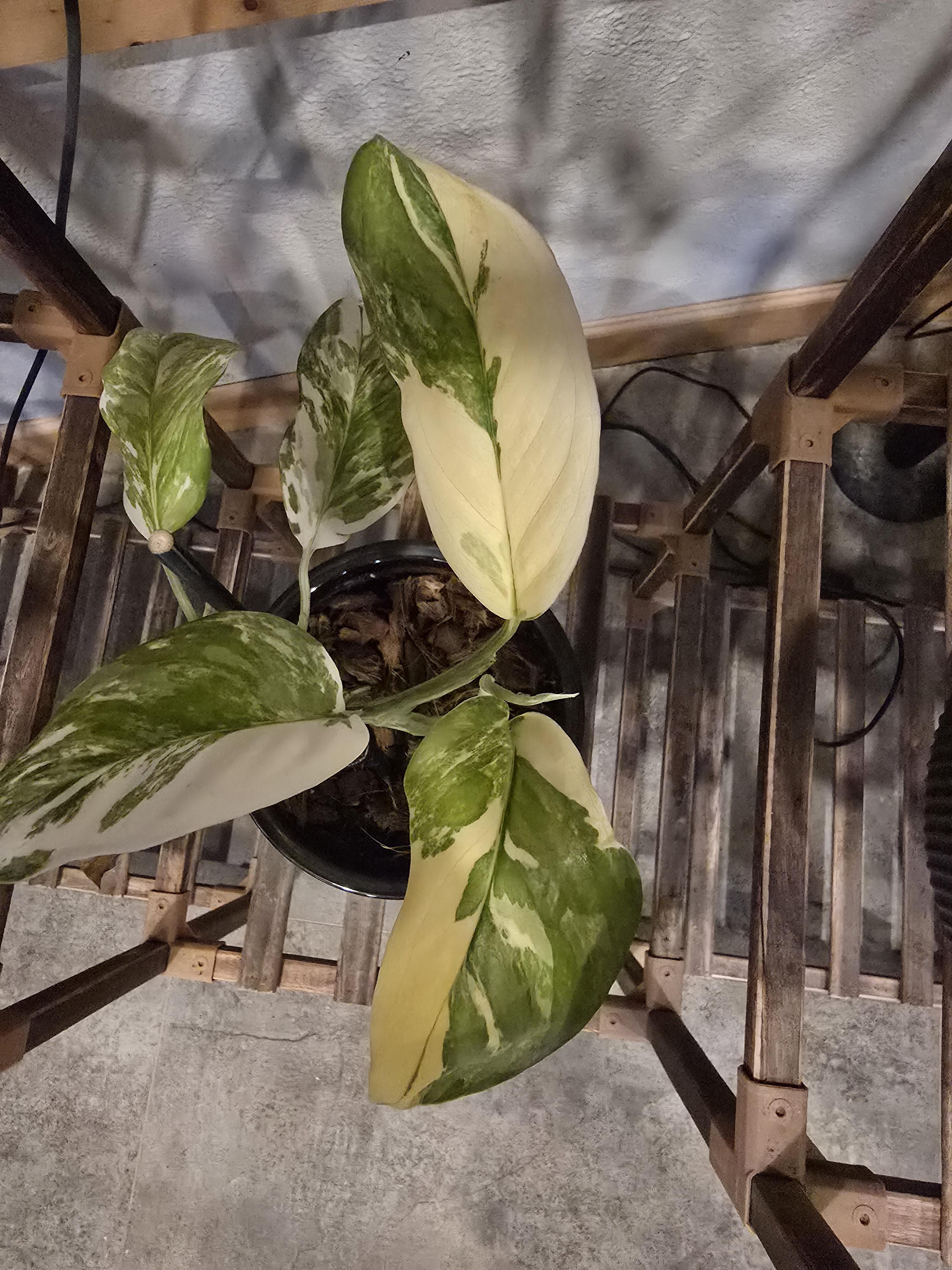 Monstera lechleriana Albo – Stunning White Variegated Aroid