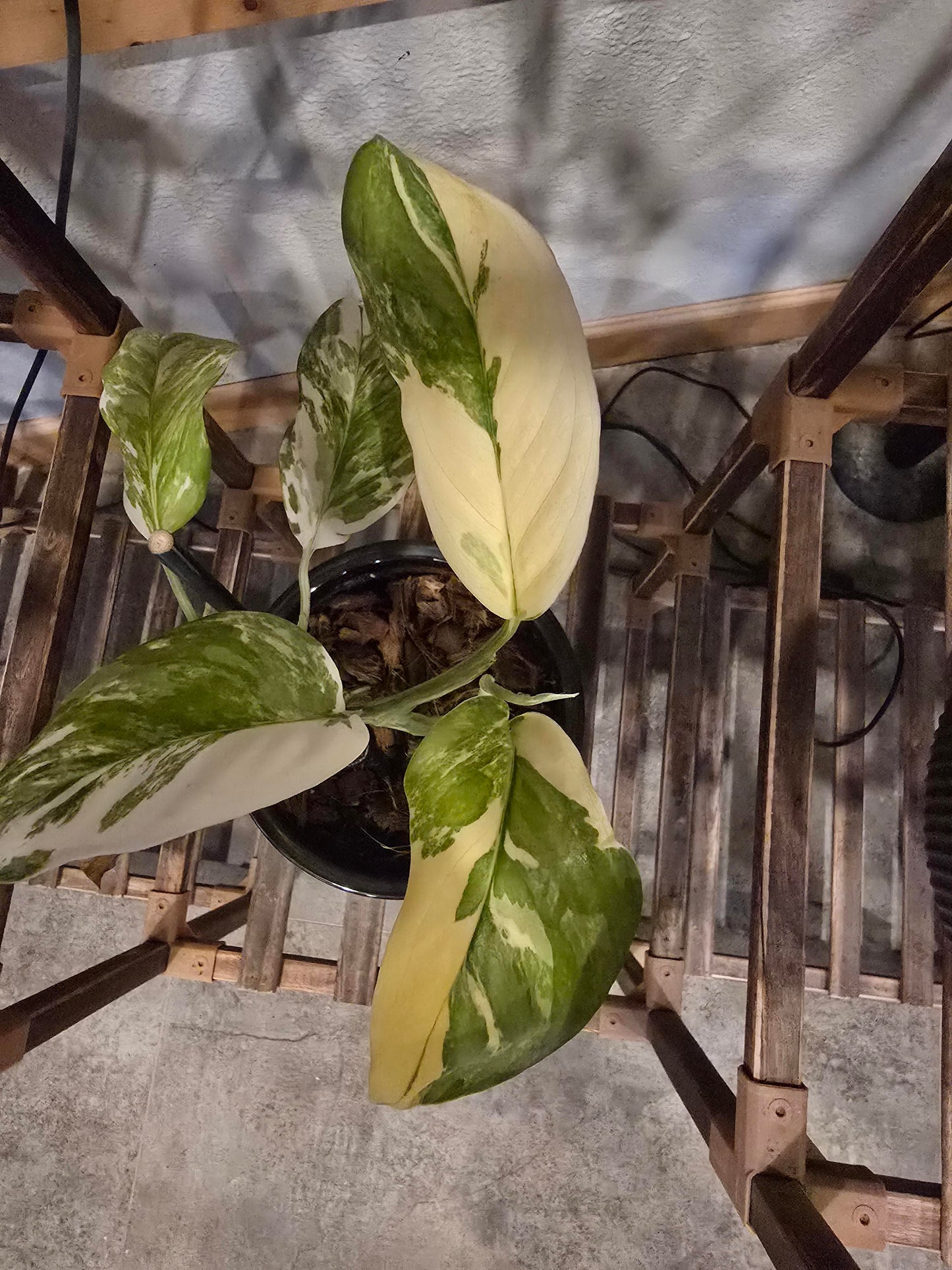 monstera albo starter plant Monstera lechleriana Albo – Stunning White Variegated Aroid Cuttings a – Rooting 4 Joy
