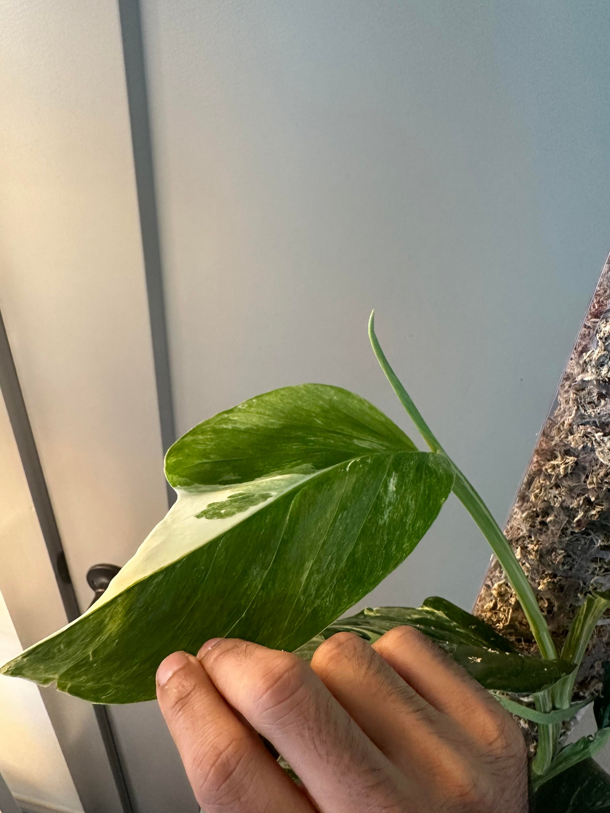 monstera lechleriana albo Monstera lechleriana Albo – Stunning White Variegated Aroid Cuttings a – Rooting 4 Joy