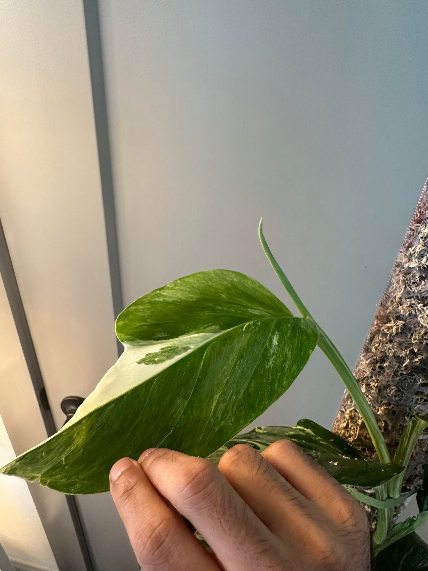 Monstera lechleriana Albo – Stunning White Variegated Aroid Cuttings and Rooted Starter Plant