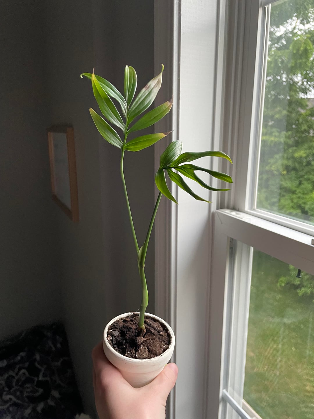 monstera subpinnata Monstera subpinnata RARE Fern-Like Monstera with Tropical Elegance Cut – Rooting 4 Joy