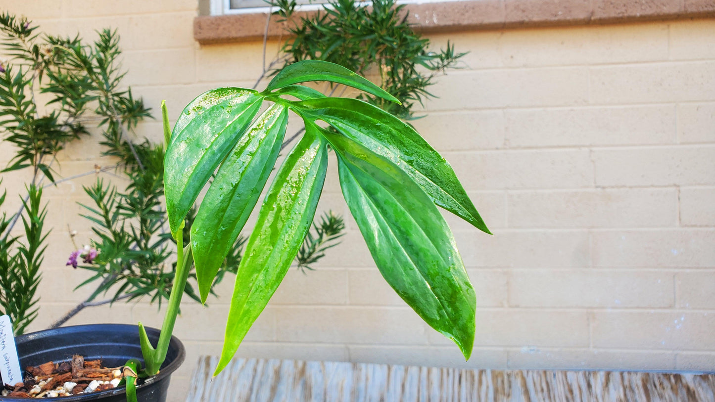 Monstera subpinnata  RARE Fern-Like Monstera with Tropical Elegance Cutting or Rooted Starter