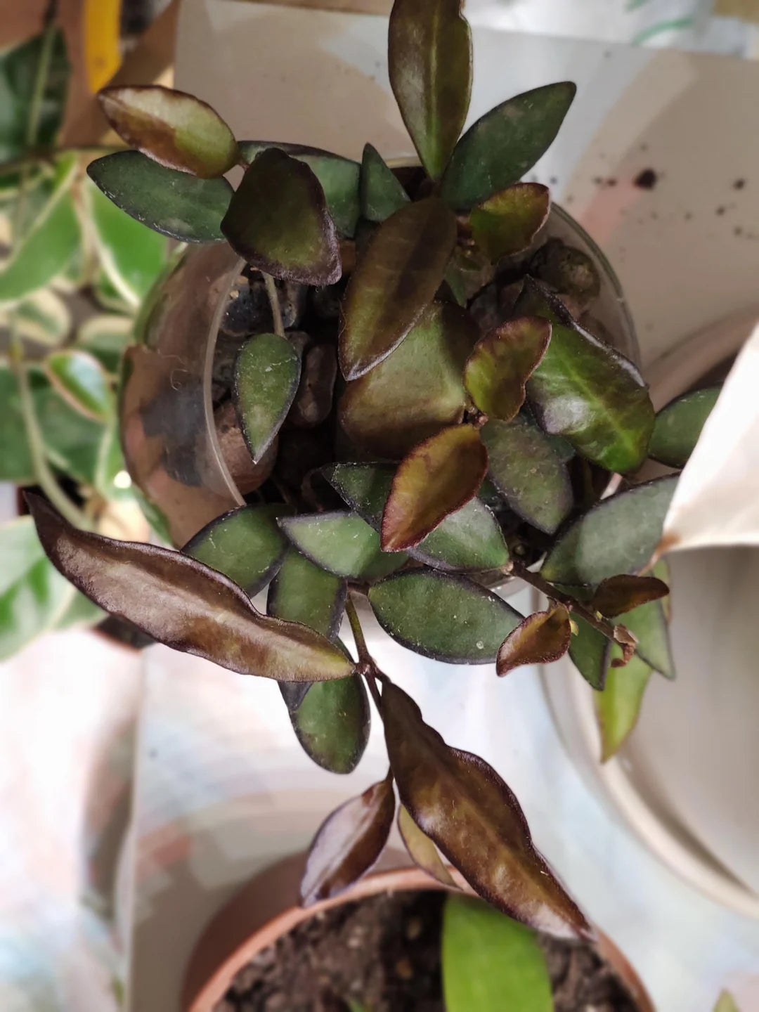 Hoya Rosita – Rare Hybrid Hoya with Red-Tinted Leaves & Sweet Fragrant Blooms