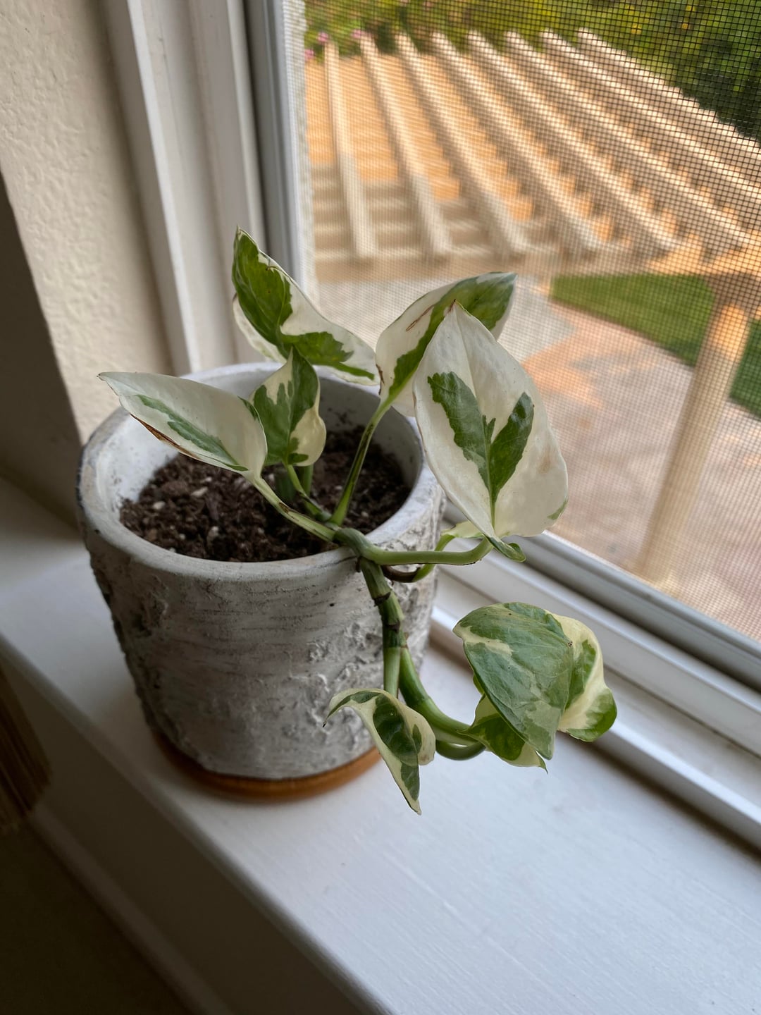 Pothos N’Joy (Epipremnum aureum ‘N’Joy’) Varagatied Uncommn Pothos Indoor Easy Care