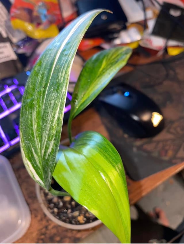 Rare Sliver Strip Variegated Epipremnum amplissimum 'Variegated' Cuttings Or Rooted Starter
