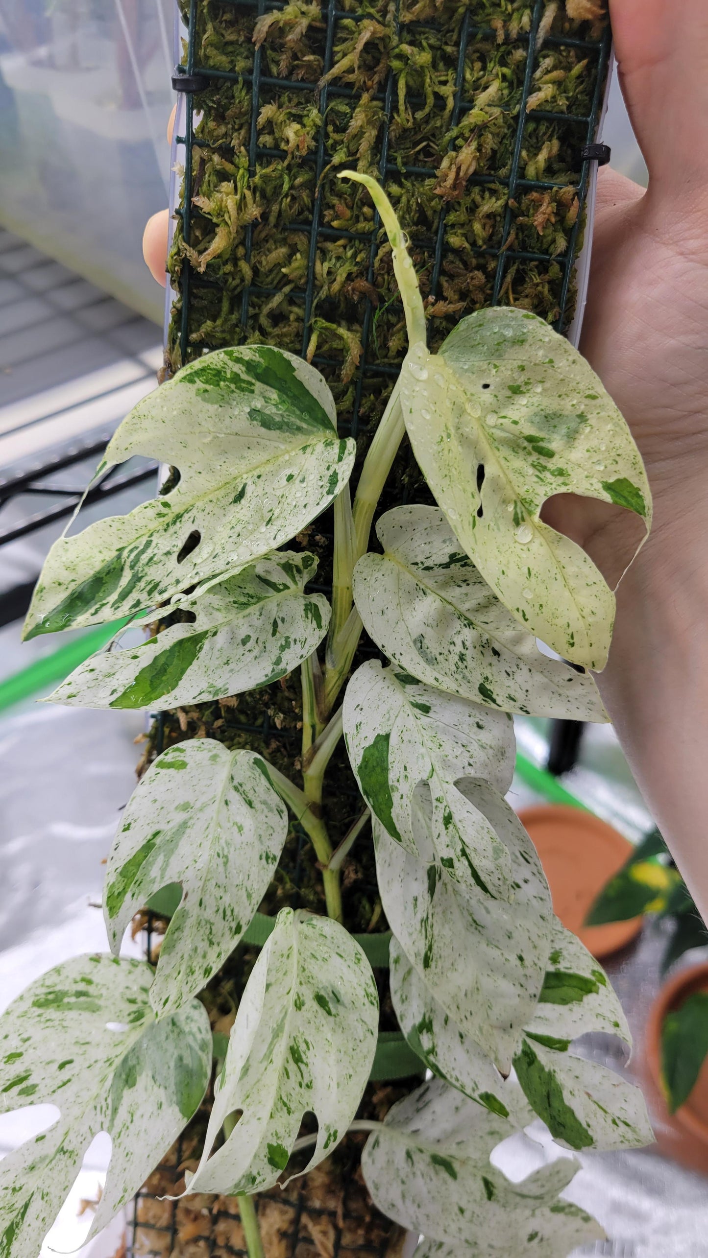 Epipremnum Pinnatum 'Marble' Rare Pothos Marble Cuttings or Starter Plant Really Nice Leafs
