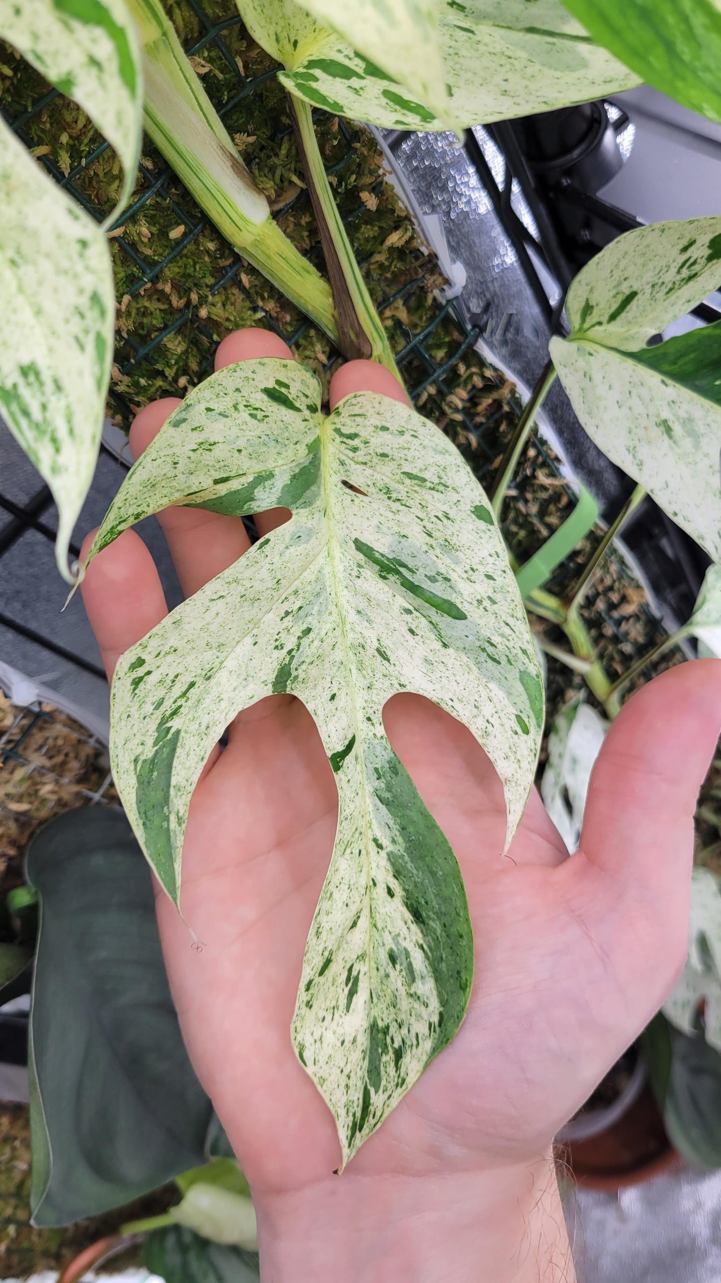 Epipremnum Pinnatum 'Marble' Rare Pothos Marble Cuttings or Starter Plant Really Nice Leafs