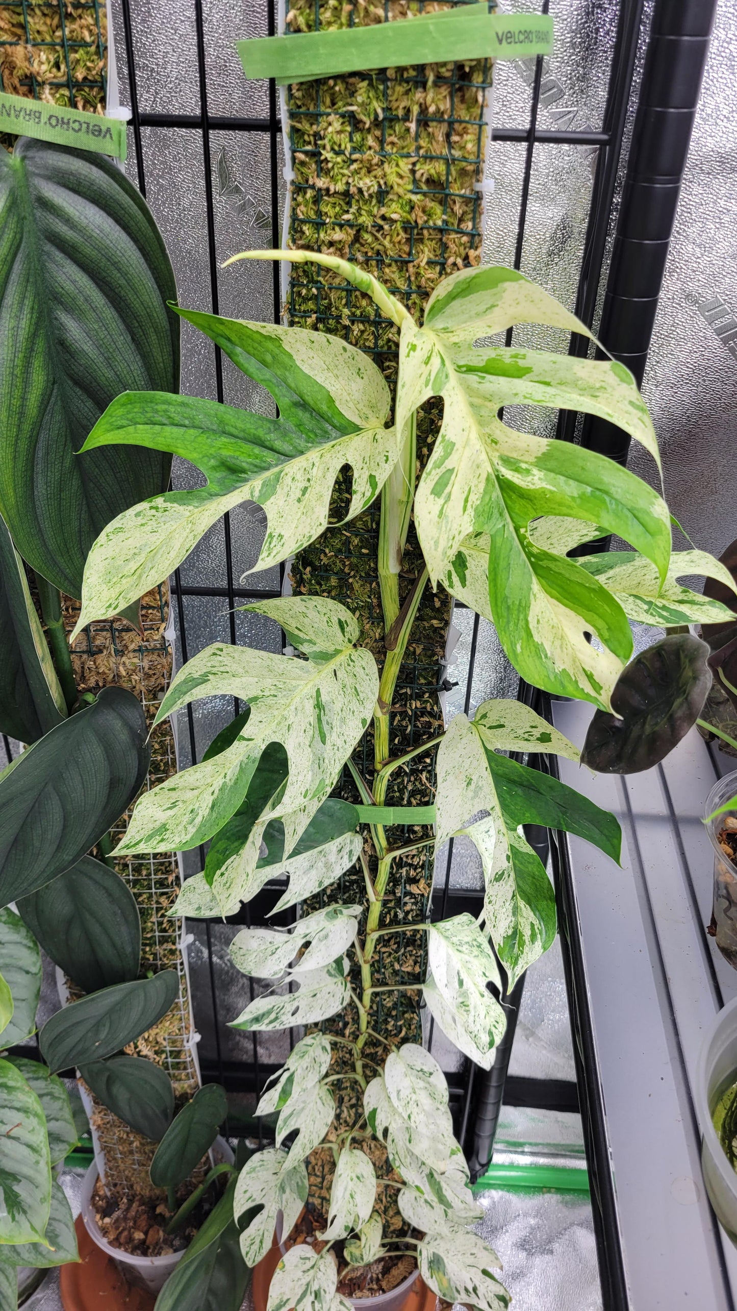 Epipremnum Pinnatum 'Marble' Rare Pothos Marble Cuttings or Starter Plant Really Nice Leafs