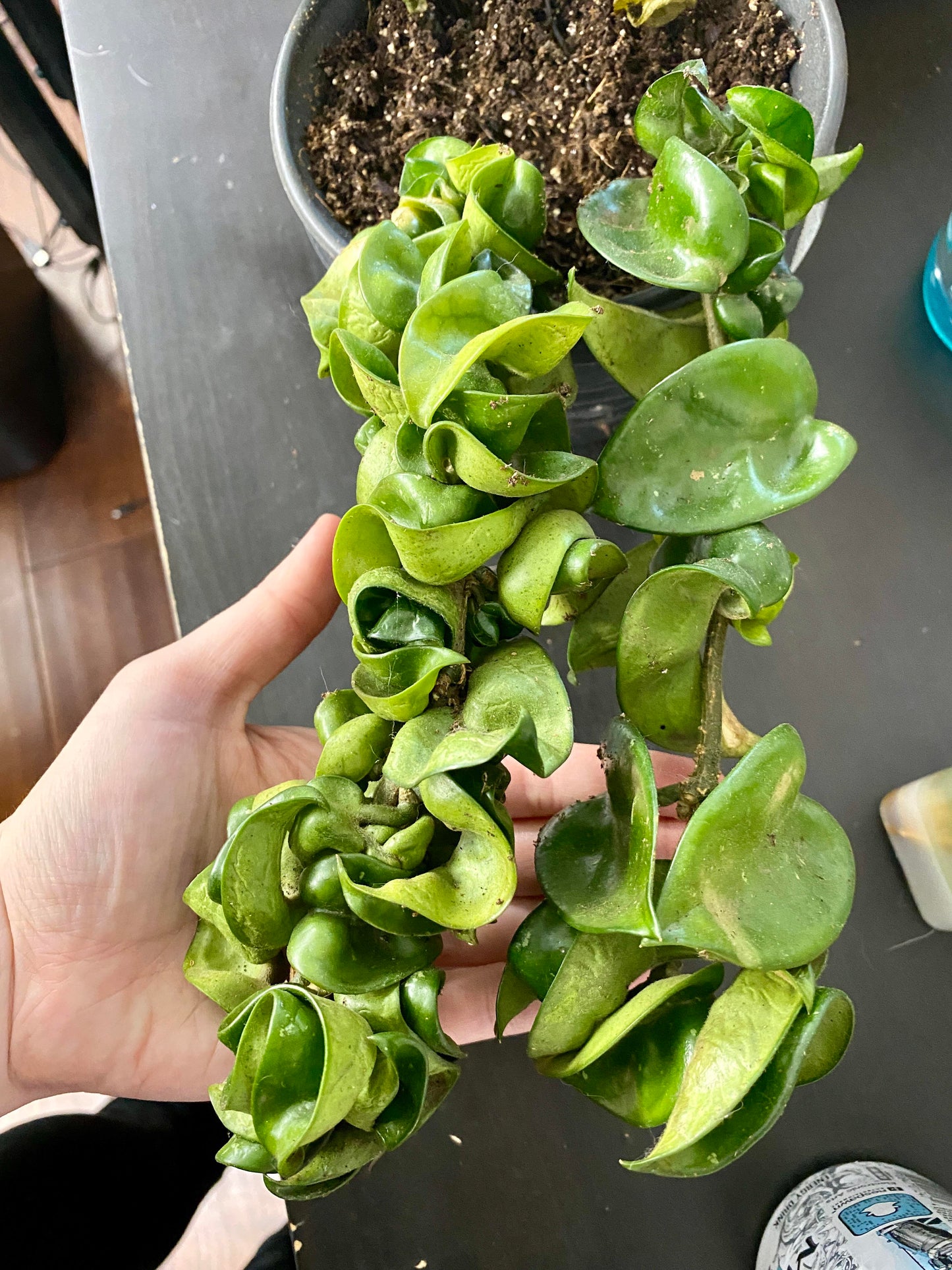 Hoya ROPE Hoya Carnosa ‘Compacta’ Hindu Rope Plant Indoor or Tropical Shade Plant Cuttings or Rooted