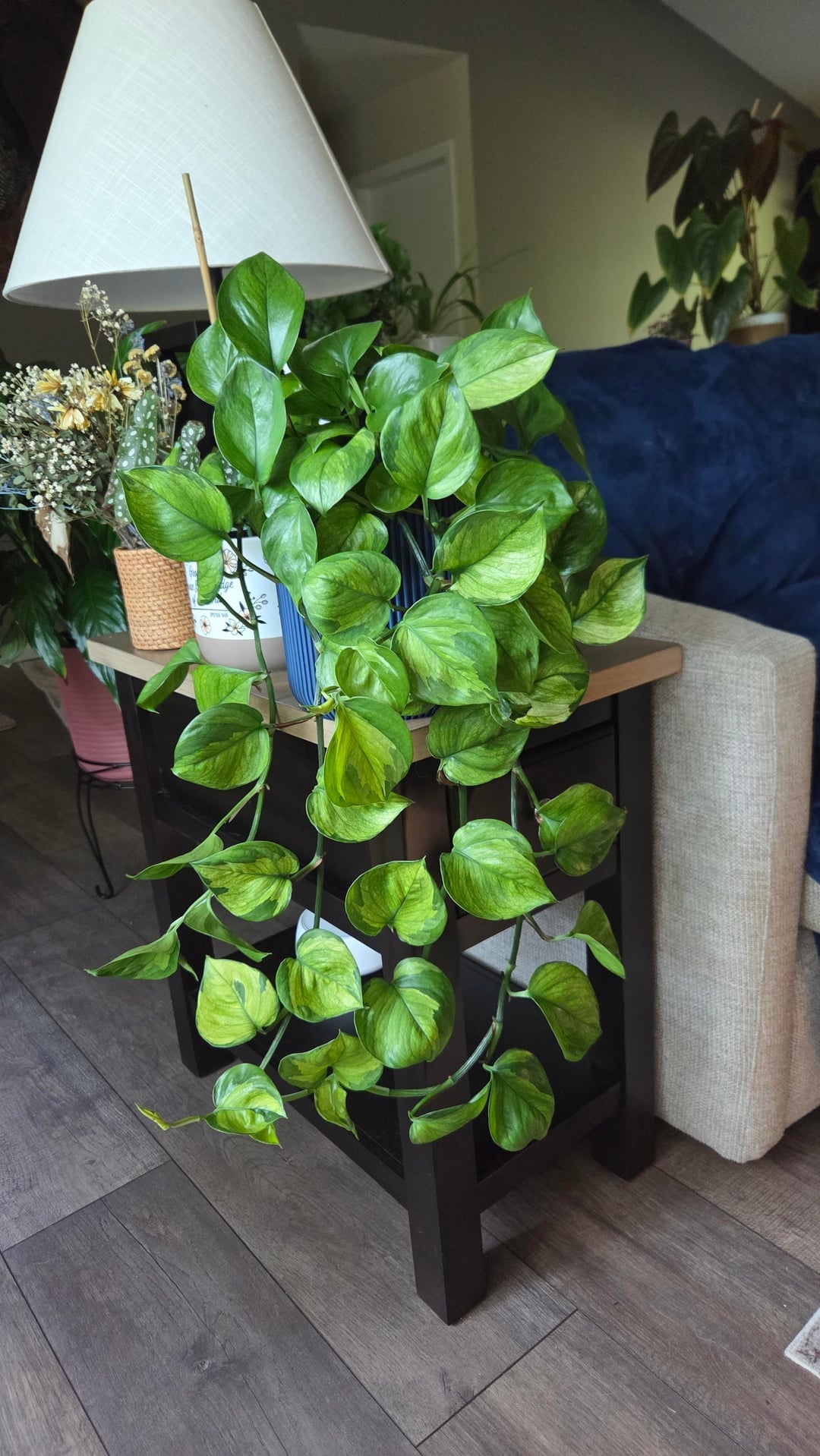 Lemon Top Pothos 🍋 | Bright Tropical Indoor Plant | Easy Care & Fast Growing Vine