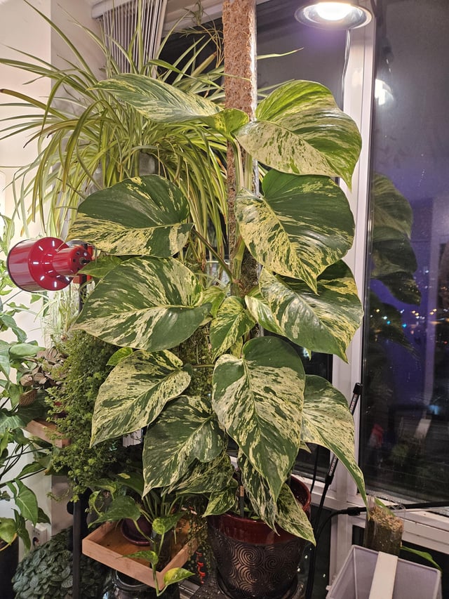 Marble Queen Plant Node Cuttings, Houseplant Cuttings Bright Variegated Pothos Leaves with easy care