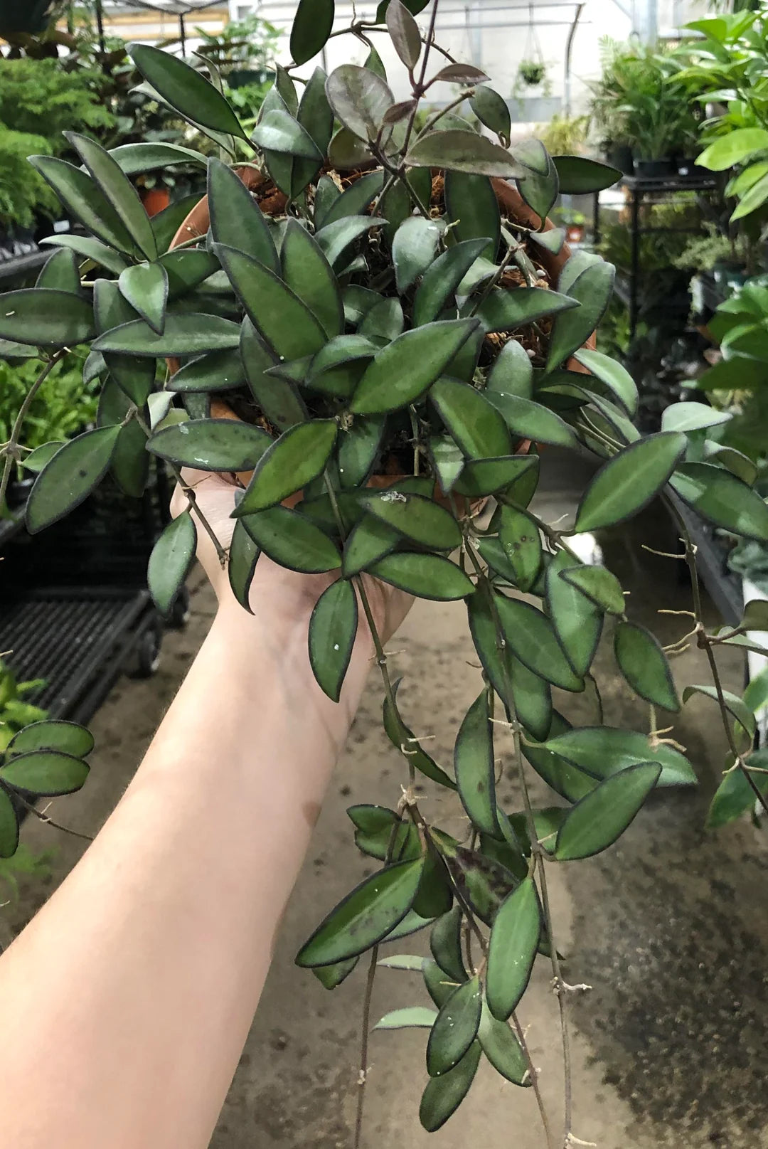 Hoya Rosita – Rare Hybrid Hoya with Red-Tinted Leaves & Sweet Fragrant Blooms