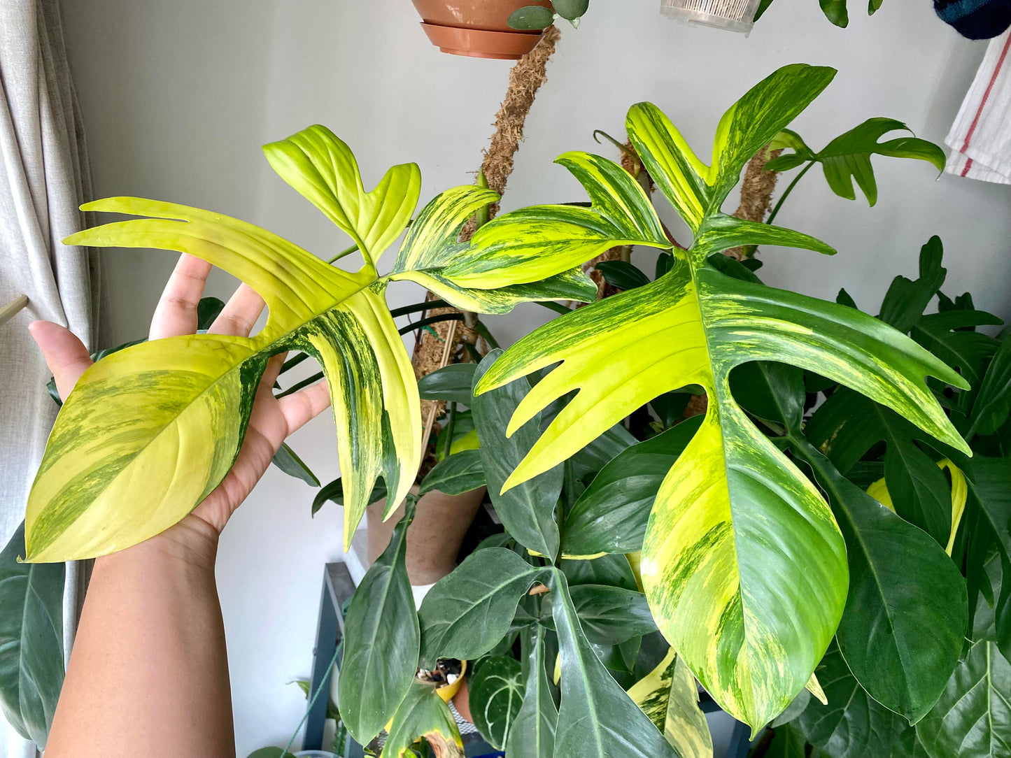 Philodendron Florida Beauty Variegated, Rare Philo Plant Cutting or Starter Rooted  Collectors Plant Indoor House Plant