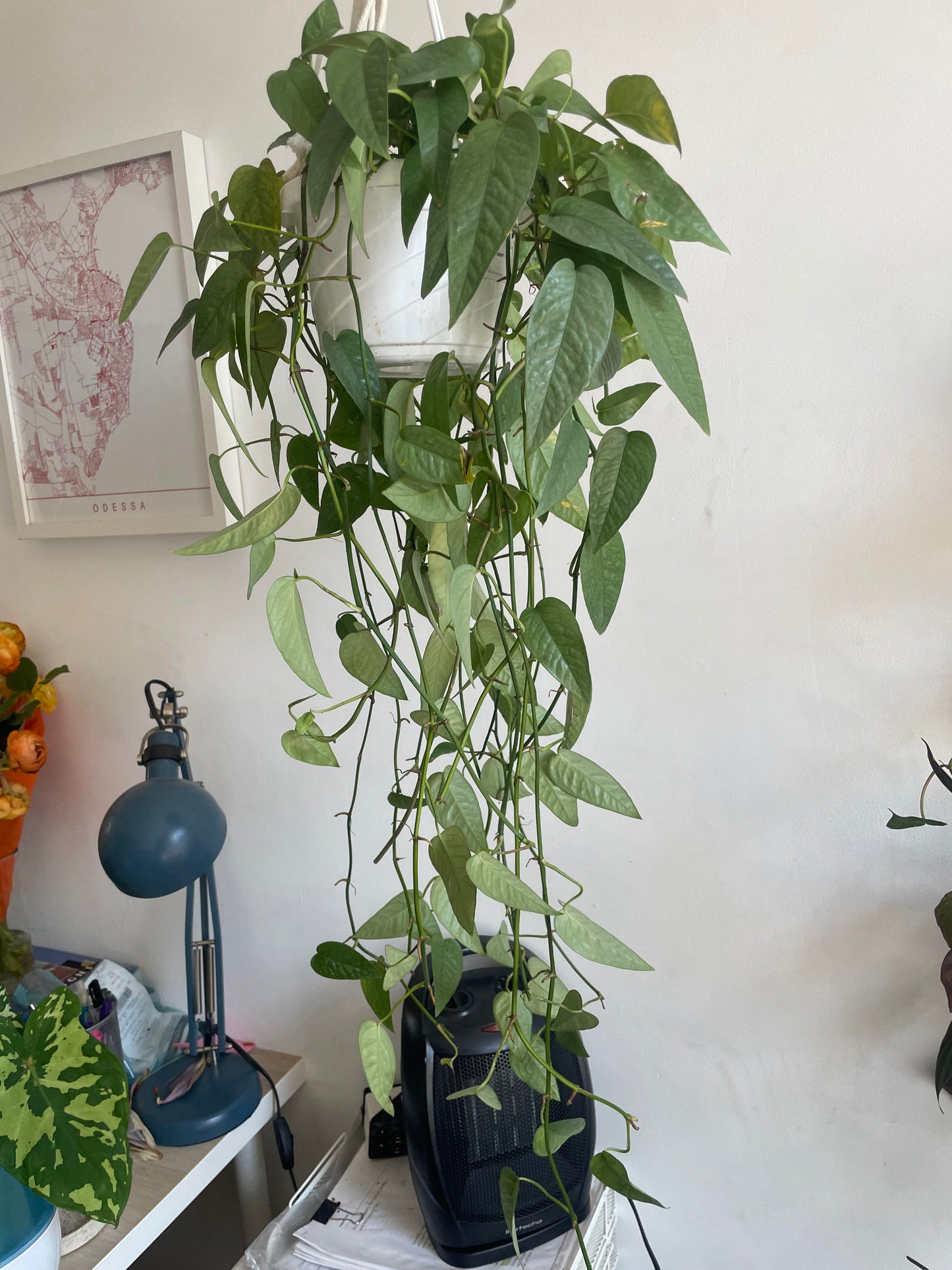 Cebu Blue Pothos Plant Node Cuttings, Houseplant Cuttings Tropical Shiny Blue