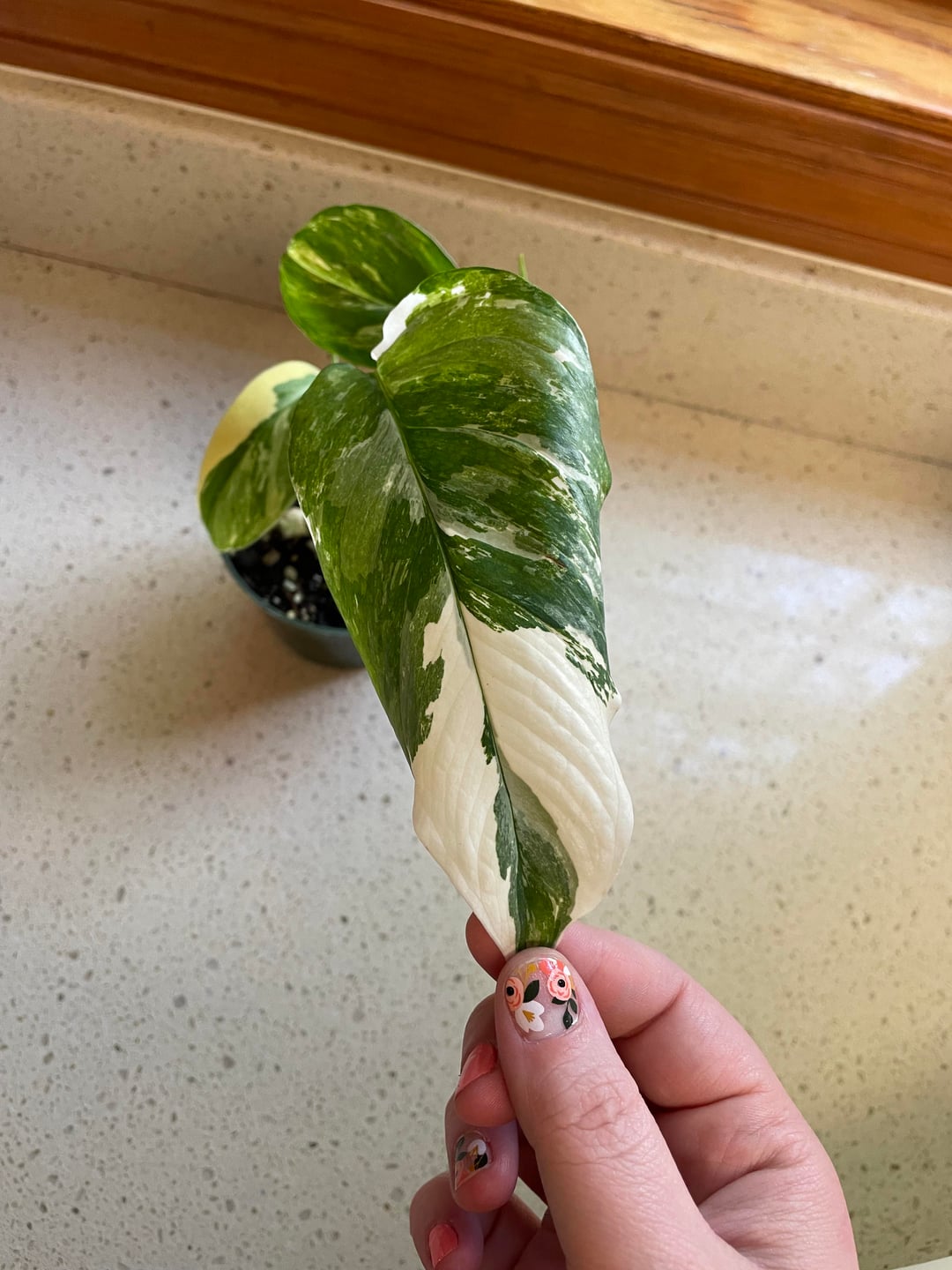 variegated monstera cuttings Monstera lechleriana Albo – Stunning White Variegated Aroid Cuttings a – Rooting 4 Joy