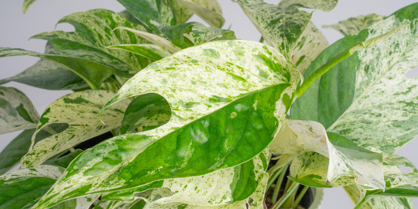 Marble KING Epi Pin Epipremnum Pinnatum 'Marble' Rare Pothos Marble Cuttings or Starter