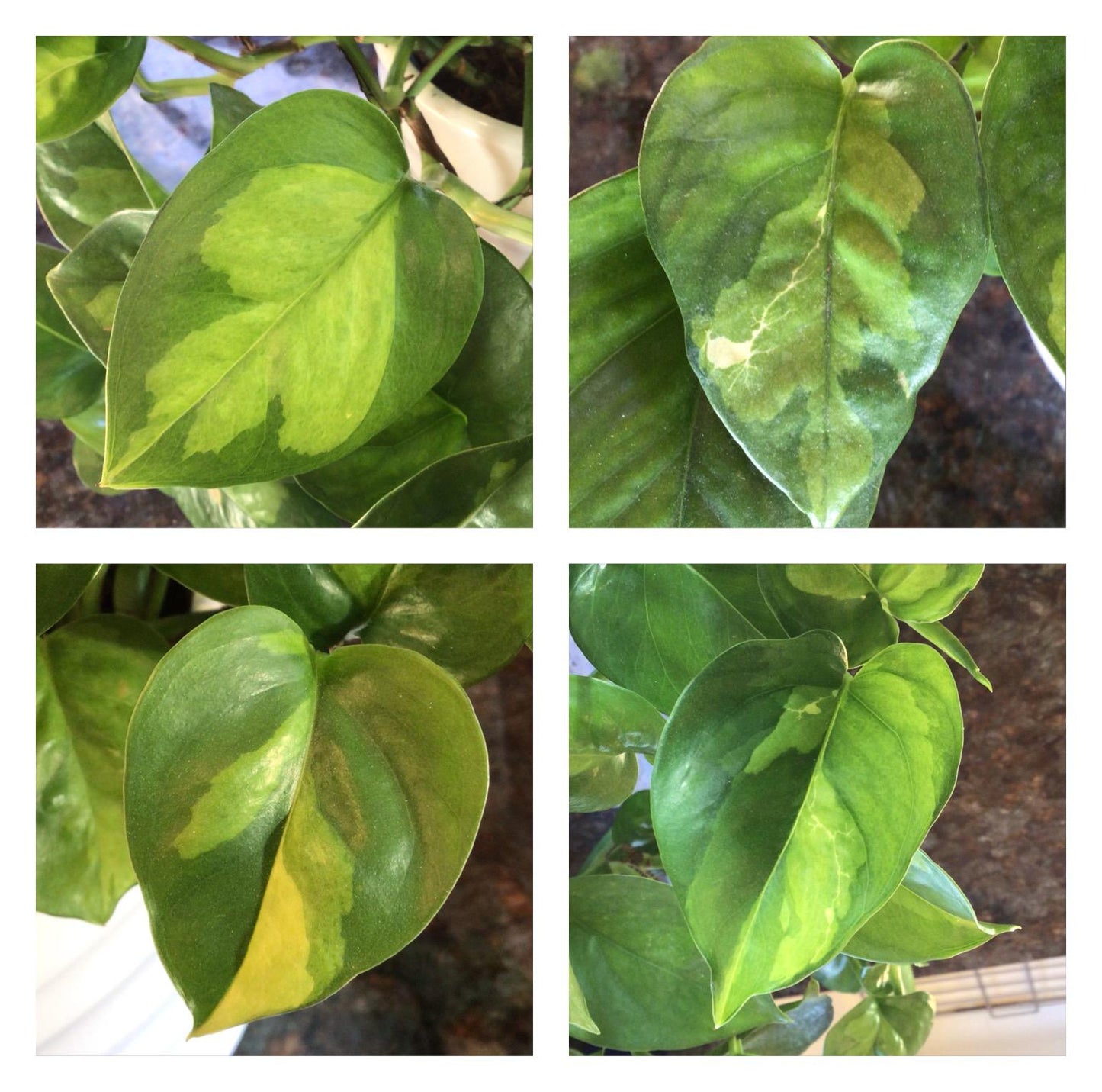 Global Green Pothos Plant Node Cuttings, Houseplant Cuttings, Global Green Pothos Collectors , Plant Cutting