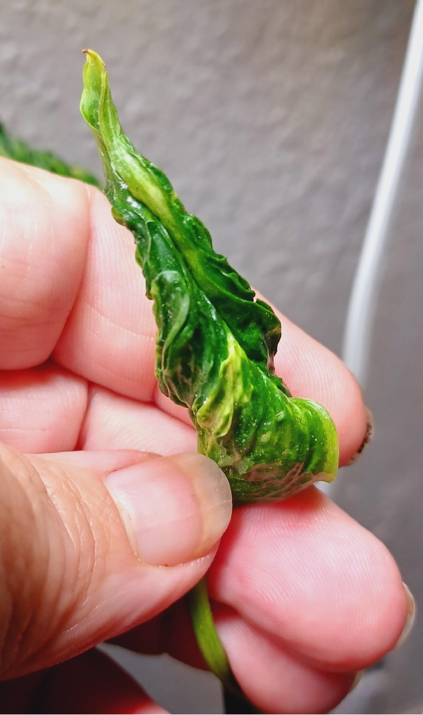 Shangri La Sleeping Godzilla Pothos Plant Node Cuttings, Houseplant Cuttings, Shangri La Pothos Collectors , Plant Cutting