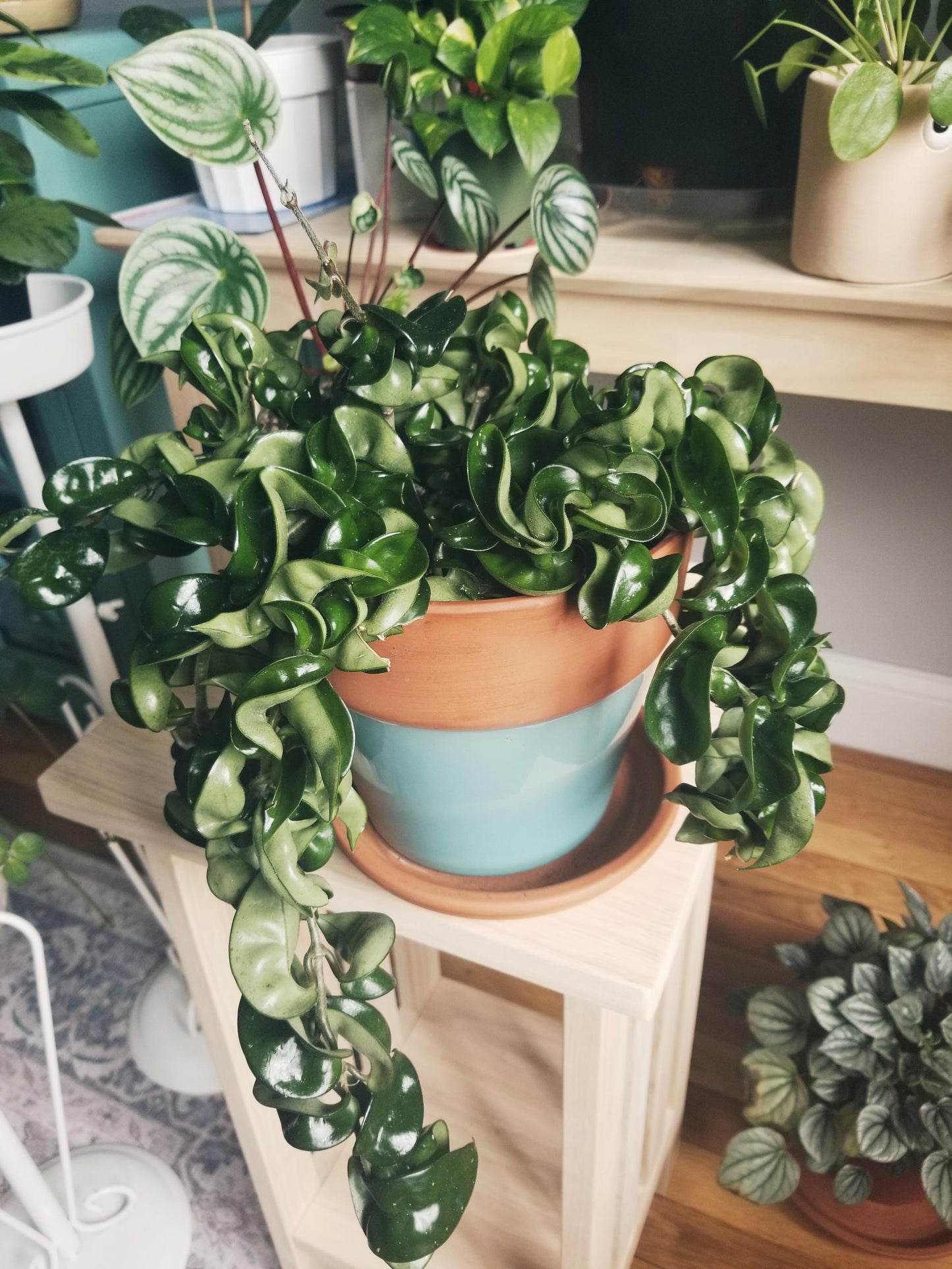 Hoya ROPE Hoya Carnosa ‘Compacta’ Hindu Rope Plant Indoor or Tropical Shade Plant Cuttings or Rooted