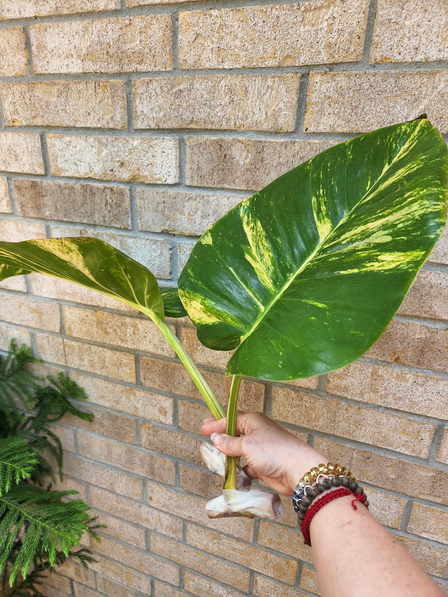 Hawaiian Pothos Plant Node Cuttings, Houseplant Cuttings, Hawaiian Pothos Collectors , Large Plant Grower