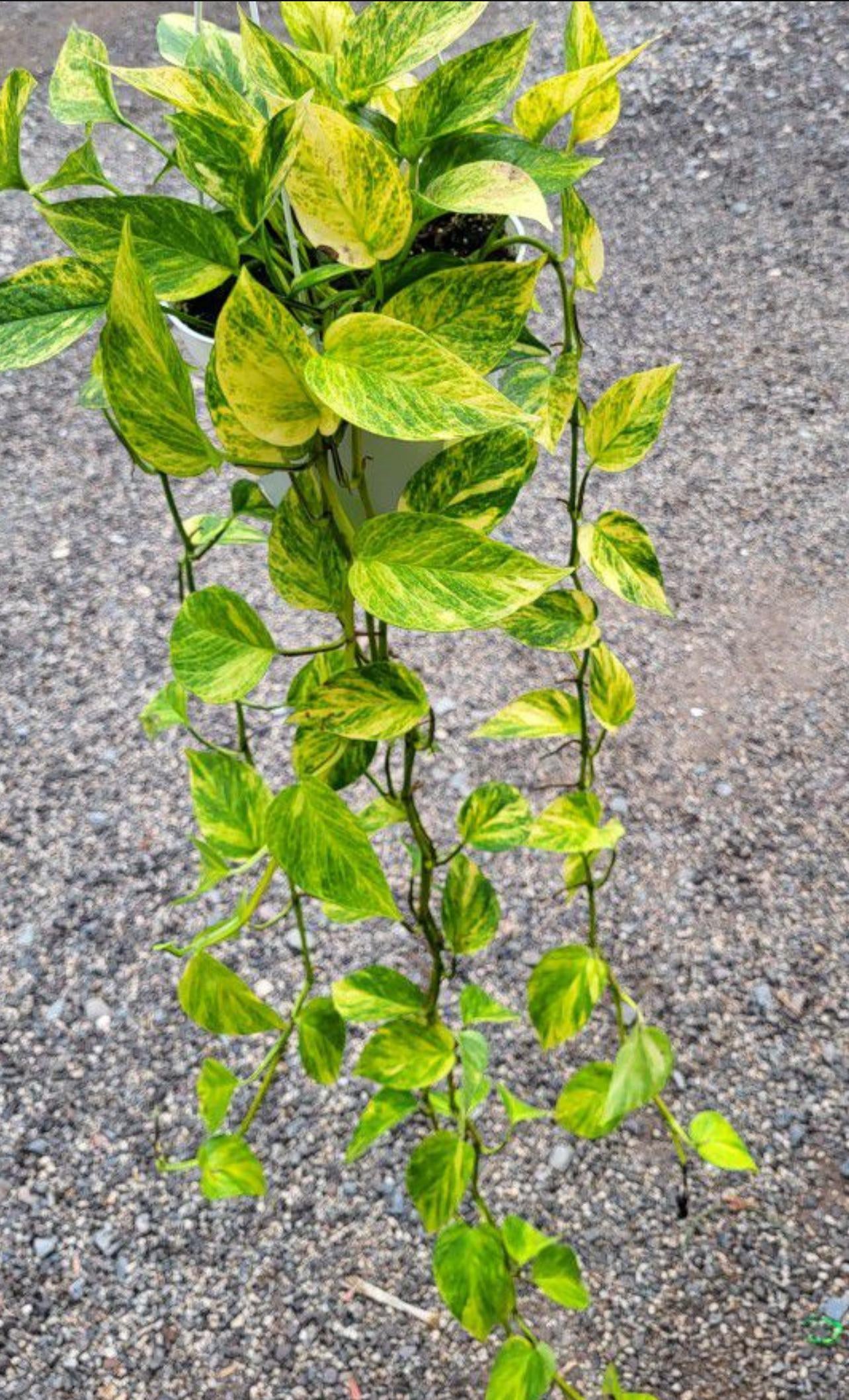 Fernando’s fire pothos RARE New Pothos More Variegation and Needs less light