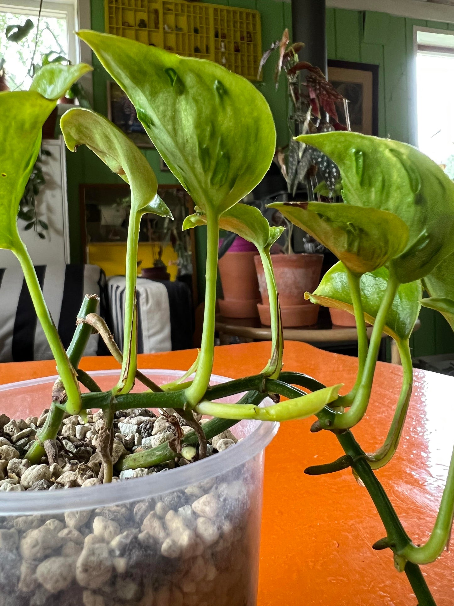 Champs Élysées Epipremnum Neon Twisted Rare Japan Pothos Plant Rooted Starter or Cutting