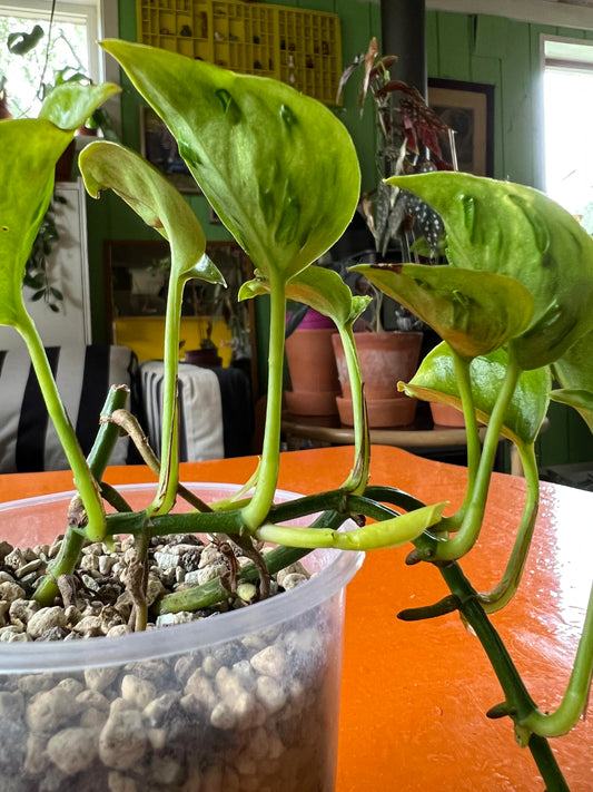 Champs Élysées Epipremnum Neon Twisted Rare Japan Pothos Plant Rooted Starter or Cutting