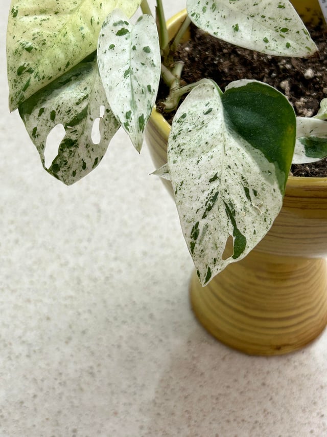 Marble KING Epi Pin Epipremnum Pinnatum 'Marble' Rare Pothos Marble Cuttings or Starter