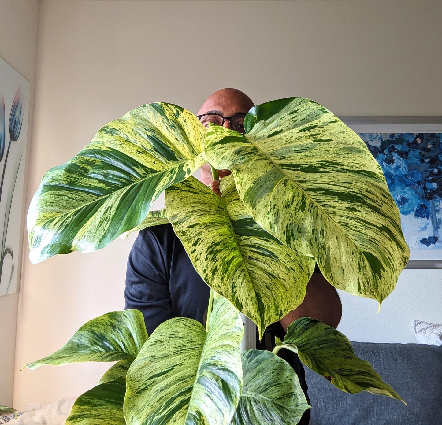 Marble Queen Plant Node Cuttings, Houseplant Cuttings Bright Variegated Pothos Leaves with easy care