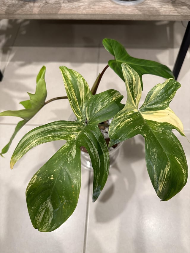 Philodendron Florida Beauty Variegated, Rare Philo Plant Cutting or Starter Rooted  Collectors Plant Indoor House Plant