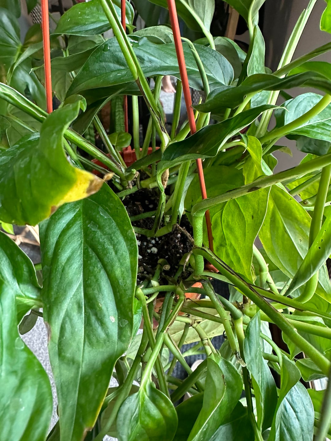 Monstera pinnatipartita – A Rare, Climbing Aroid with Deep Splits - Cuttings or Rooted Starter Plant