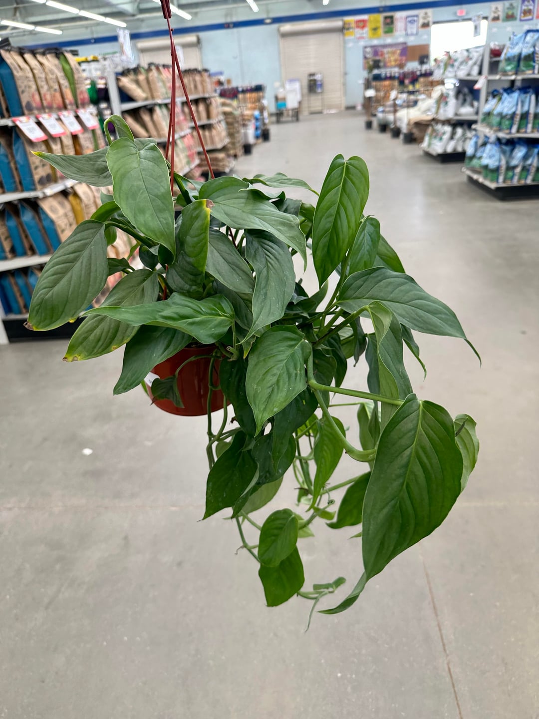 Monstera pinnatipartita – A Rare, Climbing Aroid with Deep Splits - Cuttings or Rooted Starter Plant