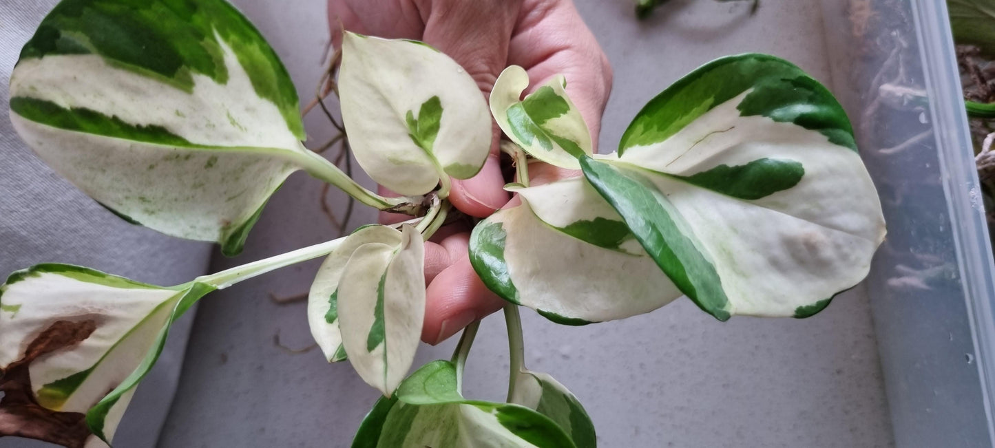 Harlequin Pothos Plant Node Cuttings Rare White Pothos Harlequin