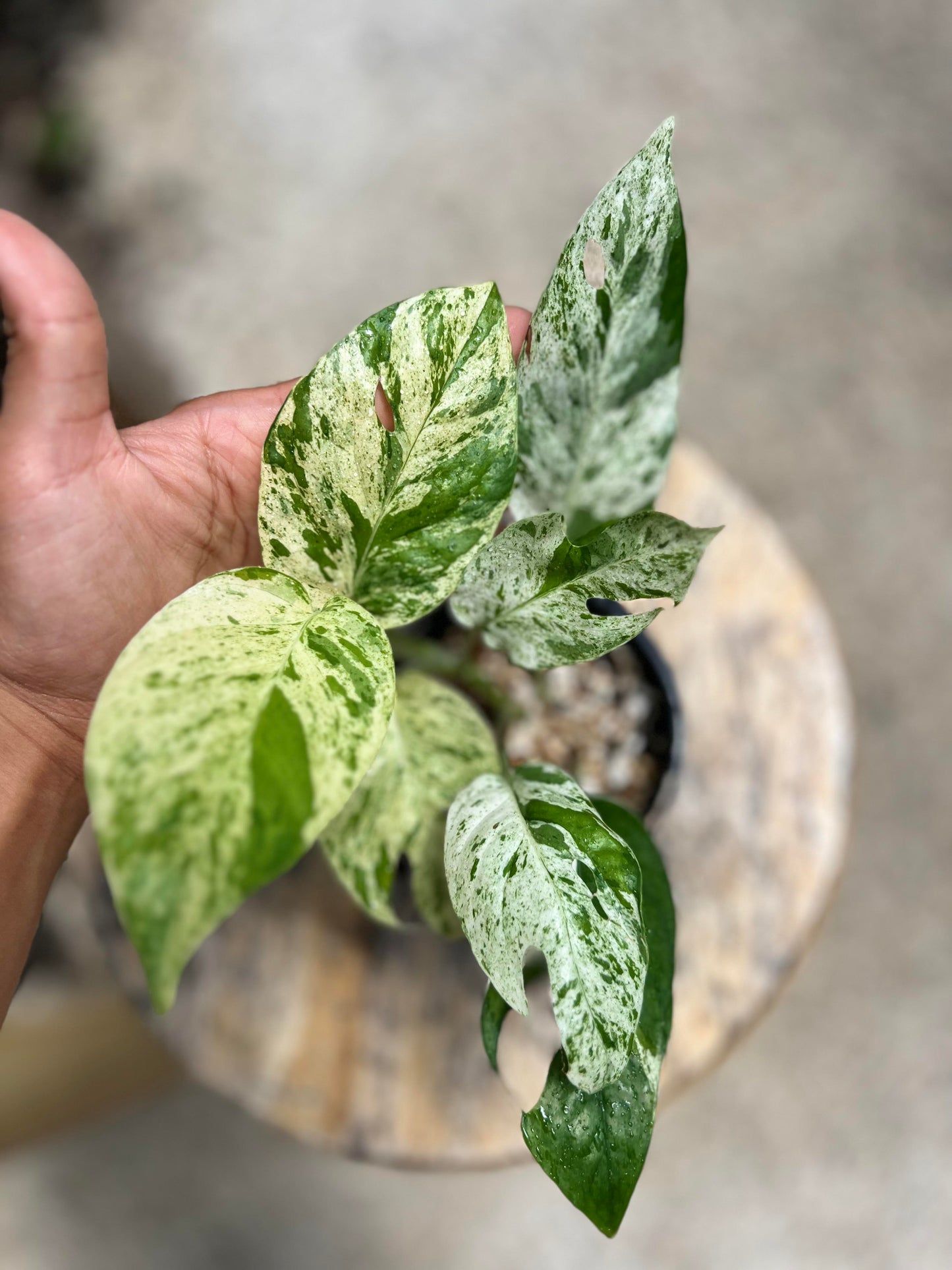 Epipremnum Pinnatum 'Marble' Rare Pothos Marble Cuttings or Starter Plant Really Nice Leafs