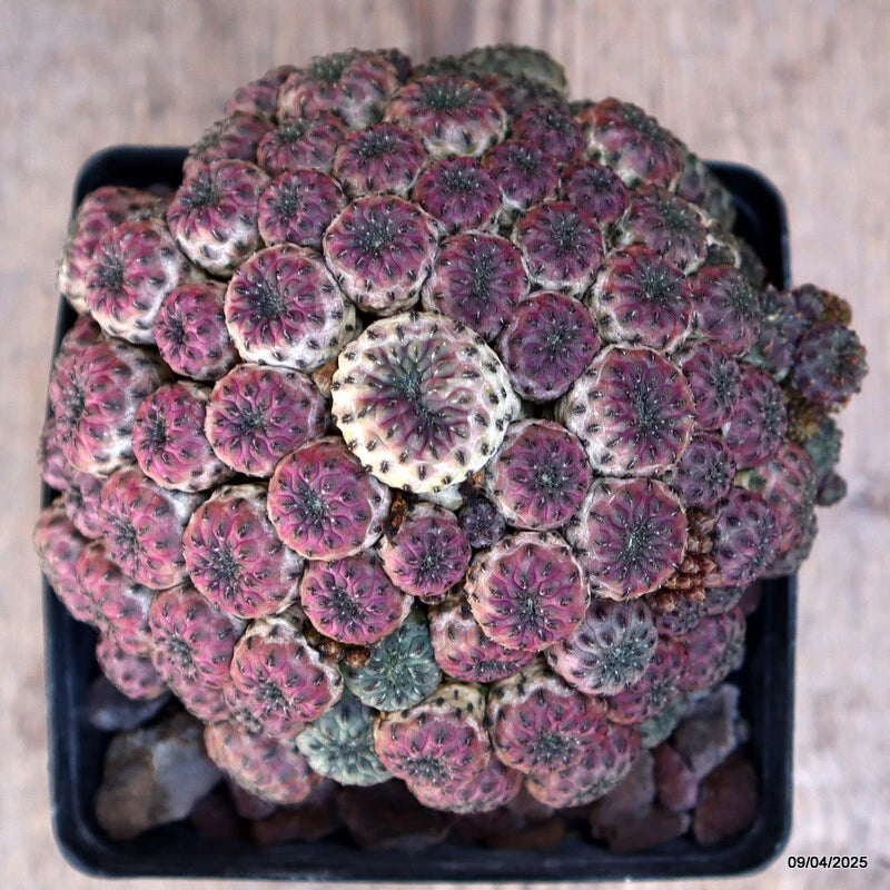 Rare Sulcorebutia rauschii | Purple Gem Cactus | Easy Care Desert Plant