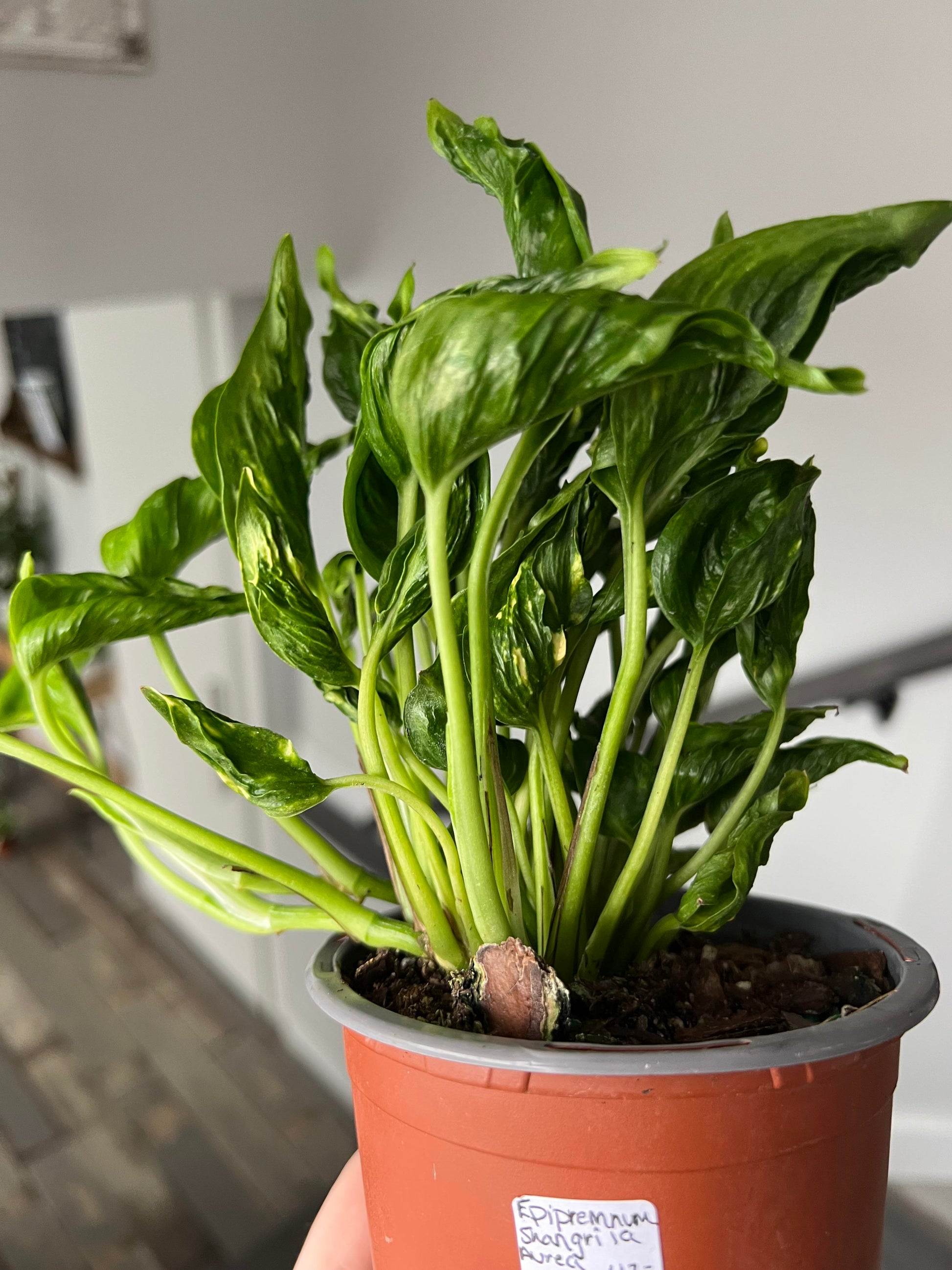 shangri la sleeping pothos Shangri La Sleeping Godzilla Pothos Plant Node Cuttings, Houseplant Cu – Rooting 4 Joy