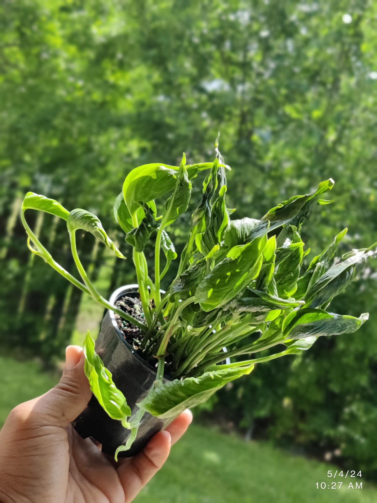 Shangri La Sleeping Godzilla Pothos Plant Node Cuttings, Houseplant Cuttings, Shangri La Pothos Collectors , Plant Cutting