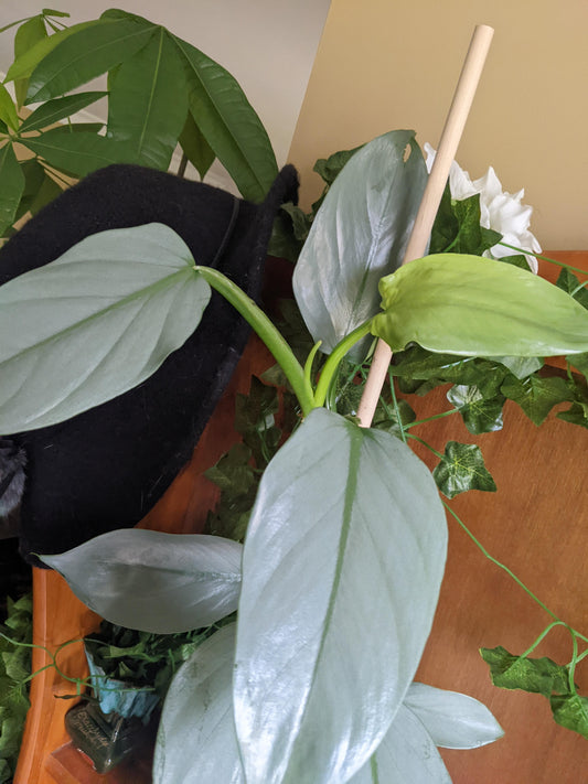 Philodendron hastatum Silver Sword - Slivery Shine Houseplant Cuttings or rooted starters