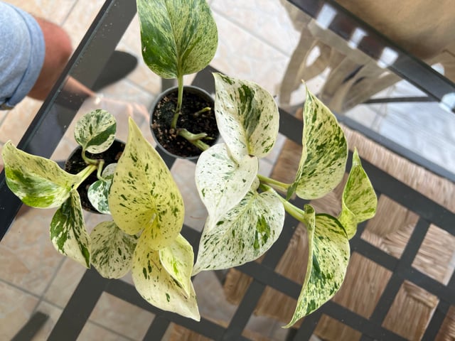 Marble KING Epi Pin Epipremnum Pinnatum 'Marble' Rare Pothos Marble Cuttings or Starter