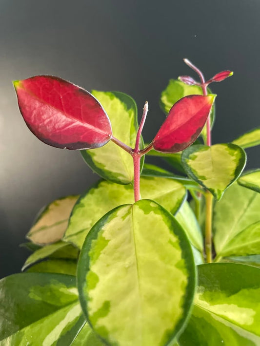 Hoya Plant Cuttings Pick Which you want common & Rare Hoya leaf node plants