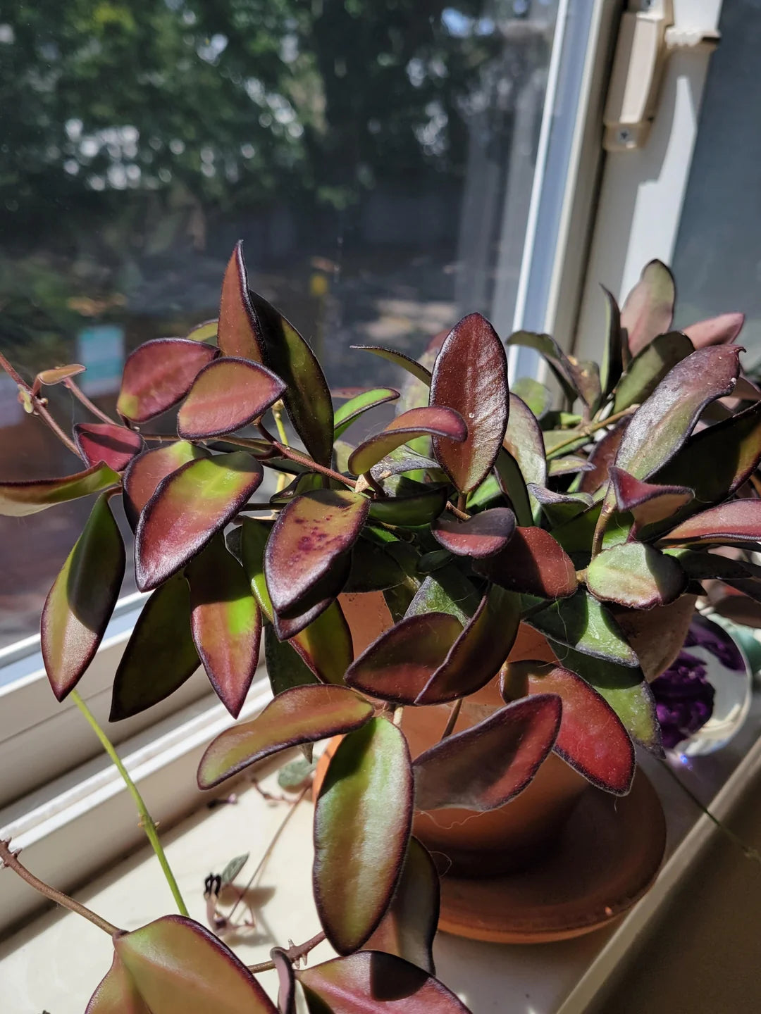 Hoya Rosita – Rare Hybrid Hoya with Red-Tinted Leaves & Sweet Fragrant Blooms