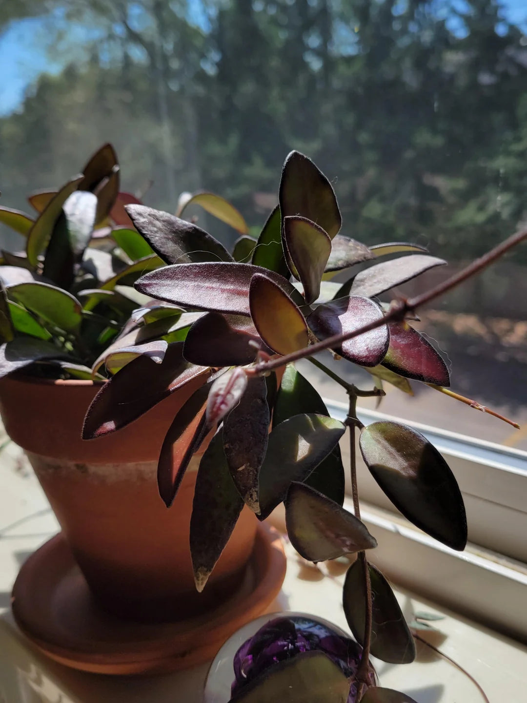 Hoya Rosita – Rare Hybrid Hoya with Red-Tinted Leaves & Sweet Fragrant Blooms