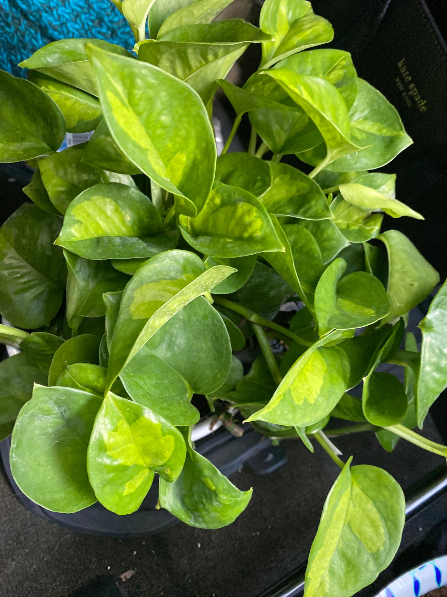 Global Green Pothos Plant Node Cuttings, Houseplant Cuttings, Global Green Pothos Collectors , Plant Cutting