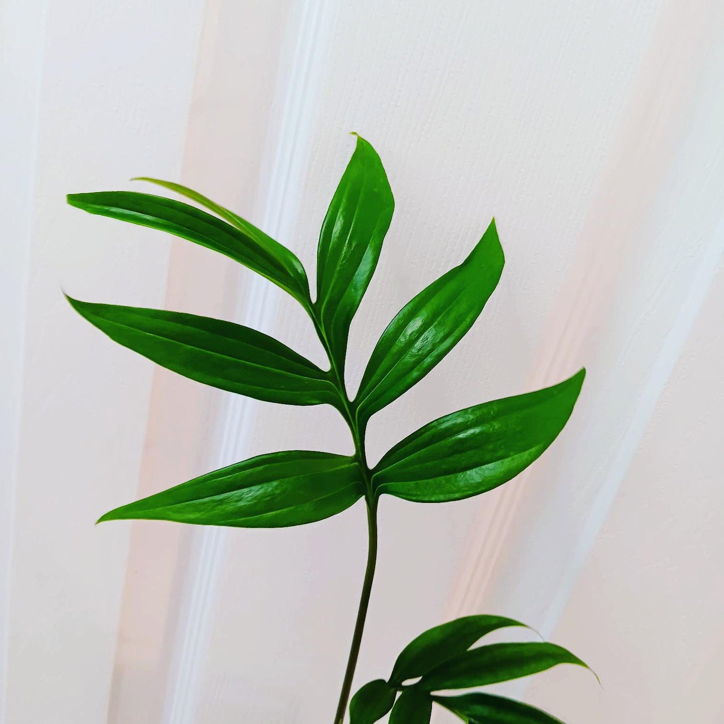 Monstera subpinnata  RARE Fern-Like Monstera with Tropical Elegance Cutting or Rooted Starter