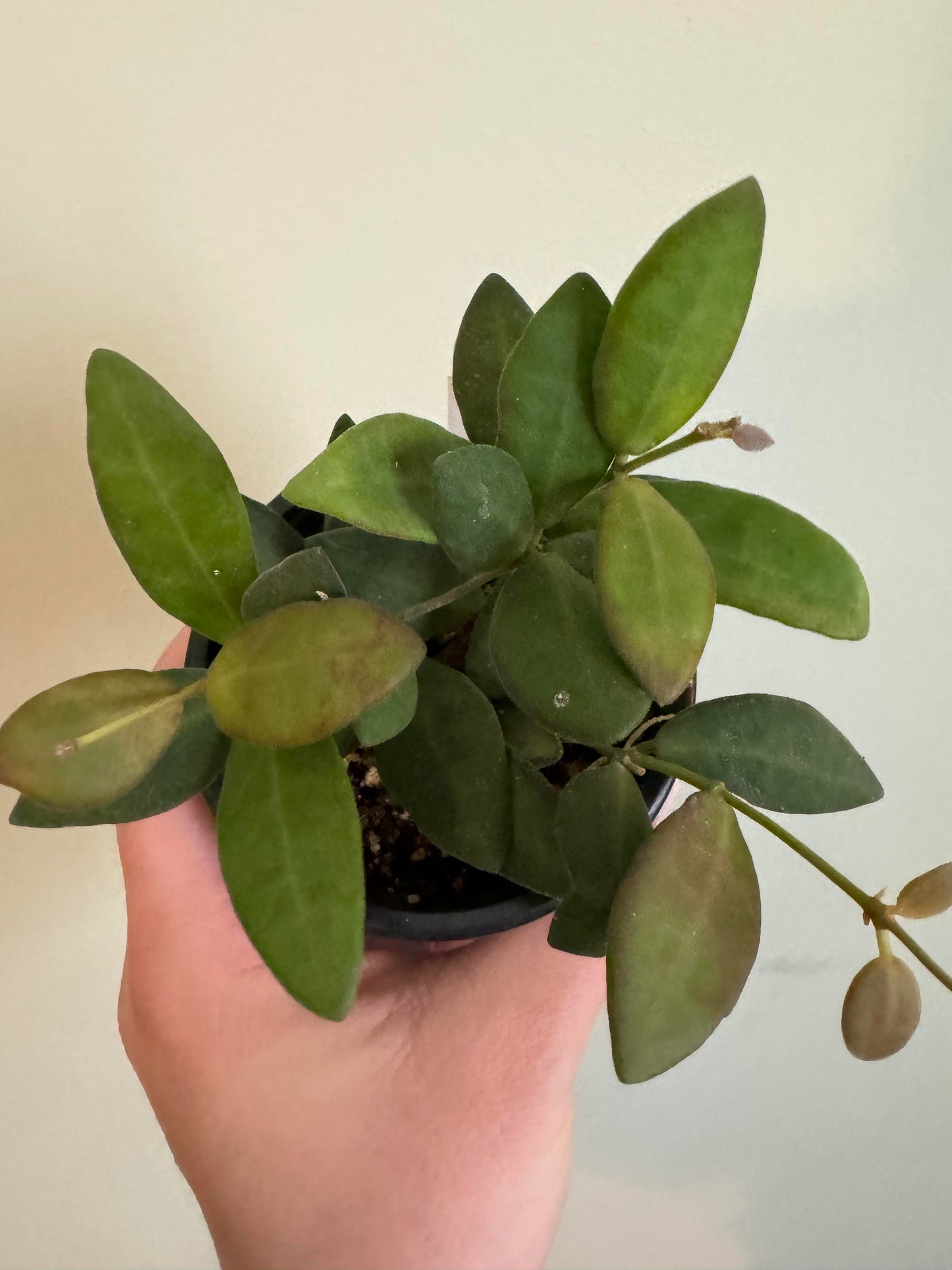 Hoya sp. aff. Burtoniae Care & Guide: Rare Velvet-Leaf Hoya with Fragrant Blooms