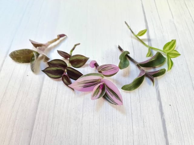 Wandering Jew Inch Plant Cuttings Jewel cuttings no roots mystery box purple pink and variegated cuttings