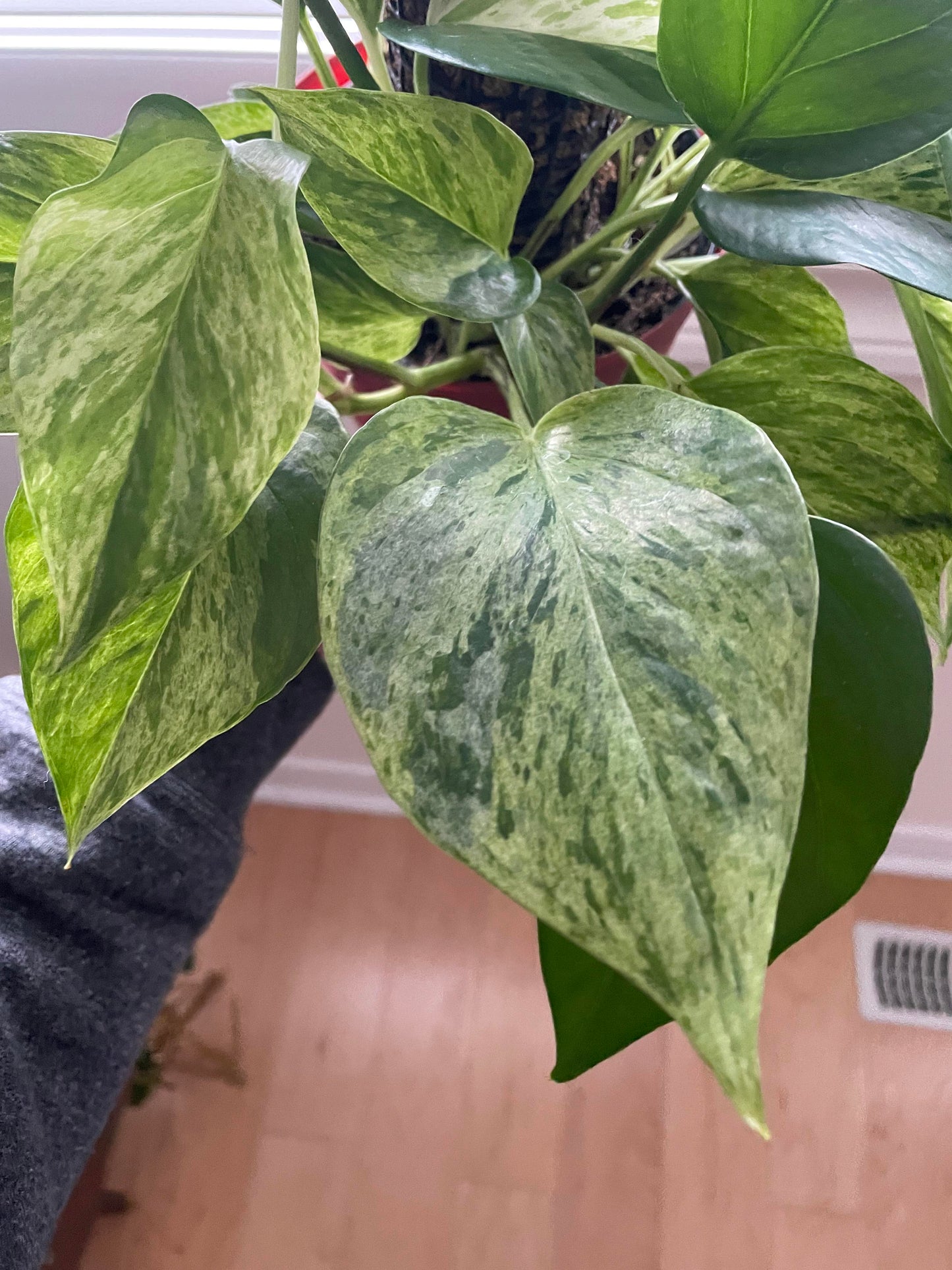 Exotic Variegated Philodendron – Rare Collector’s Vine for Home Decor - Cuttings or Rooted Starters
