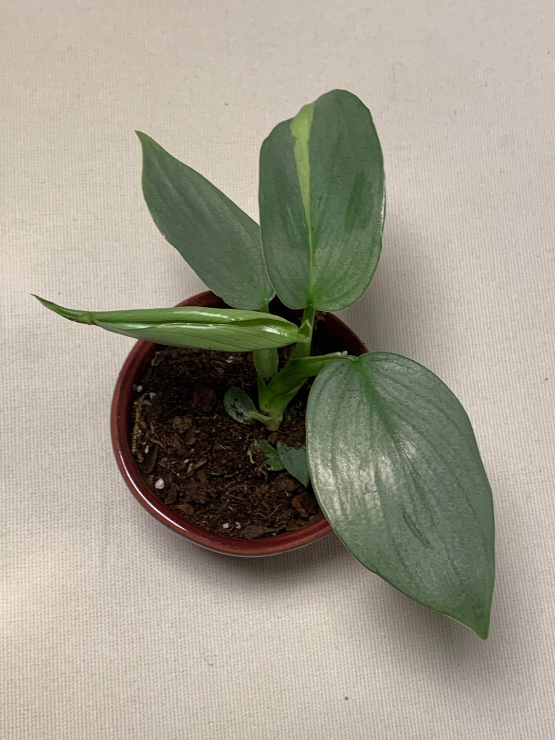 Philodendron hastatum Silver Sword - Slivery Shine Houseplant Cuttings or rooted starters